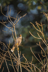 beautiful javan myna bird resting on a branch in the early morning