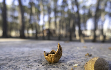 Walnut shells in the forest