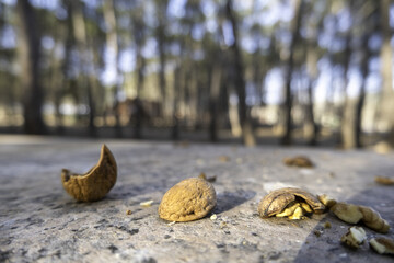 Walnut shells in the forest