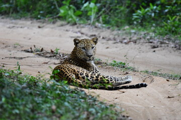 Panthera Pardus Kotiya