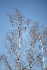 Carrion crow soaring in the sky - Corvid