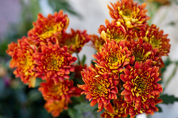 red and yellow flowers