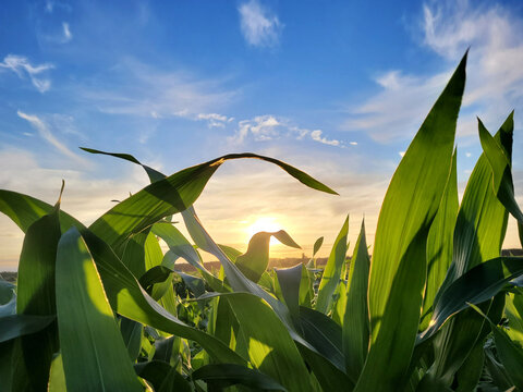 Agricultural background. Green juicy leaves of young corn in the field on the sunset summer, closeup. Agricultural background