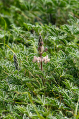 Blooming pink lupine flowers close-up among green foliage