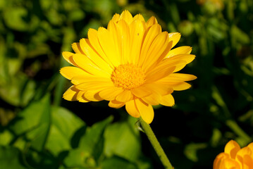 nature views, summer colorful flowers in the garden