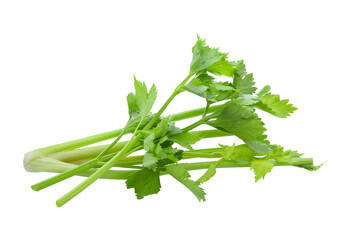 Celery or parsley leaf isolated  transparent png