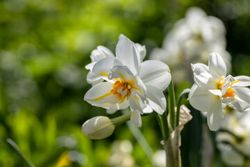 Narcissus 'Erlicheer' double daffodil close up