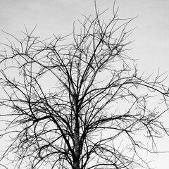  Image Of A Tree In Winter With No Leaves In Black And White