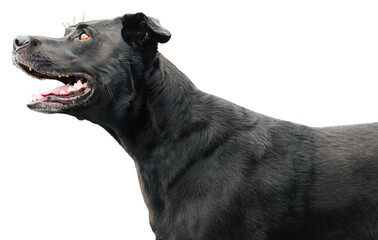 Naklejka premium Black labrador portrait isolated. Side view of the dog.