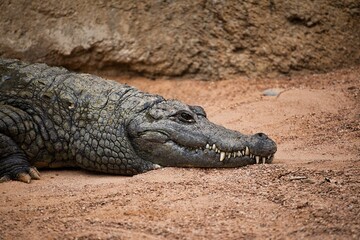 Obraz premium Portrait close-up of a crocodile on a sandy ground, in the background a rock wall.