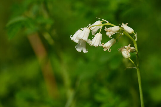 Hasengl&ouml;ckchen ( Hyacinthoides non-scripta )	
