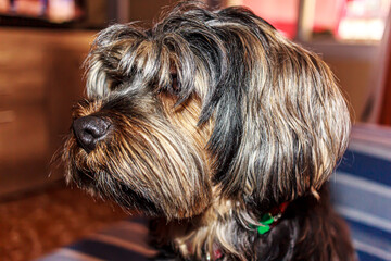 profile of a small shaggy breed dog 