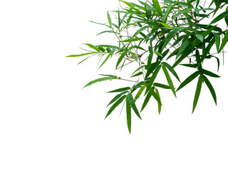 This PNG file is a close-up of a bamboo branch.