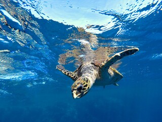Close-up of a turtle about to dive into a light-sprinkled sea.