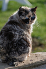 Obraz premium Beautiful calico cat with blue eyes sitting in the garden with sunshine