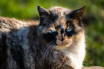 Naklejka na ściany i meble Beautiful calico cat with blue eyes sitting in the garden with sunshine