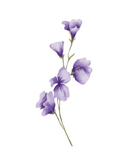Fototapeta na wymiar Watercolor botanical illustration of purple wildflowers