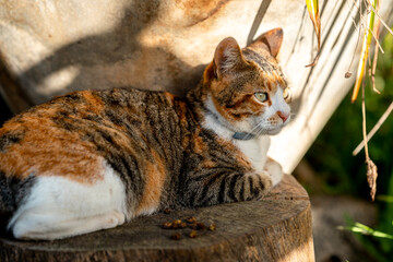 wild brown tabby cat with green eyes in the garden  . close up