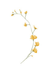 Watercolor botanical illustration of branch with yellow flowers
