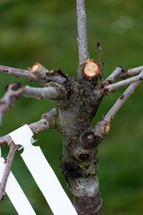 Trim of the branches of a fruit tree from autumn to spring, stump, branch and wild for maintenance and good growth