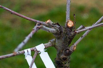 Trim of the branches of a fruit tree from autumn to spring, stump, branch and wild for maintenance and good growth