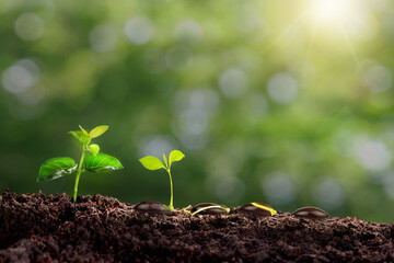 small tree planted with sunrise green earth and earth day concept. a planted tree seedling, green bokeh background, forest conservation concept. Environment, Growing Concept