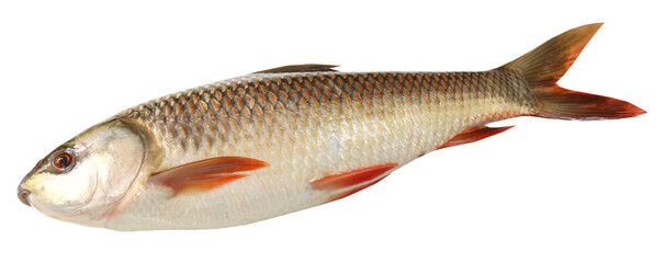 Popular Rohu or Rohit fish of Indian subcontinent