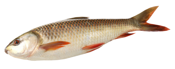 Popular Rohu or Rohit fish of Indian subcontinent