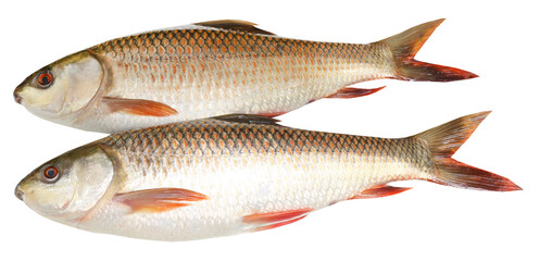 Popular Rohu or Rohit fish of Indian subcontinent
