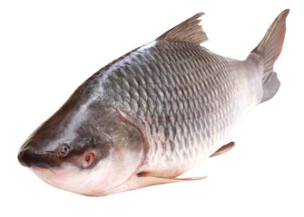 Rohu or Rohit fish of Indian subcontinent