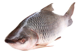 Rohu or Rohit fish of Indian subcontinent