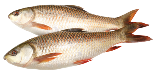 Rohu or Rohit fish of Indian subcontinent
