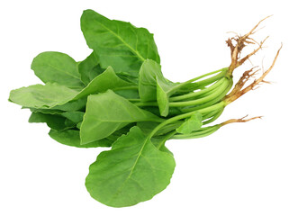 Fresh Spinach