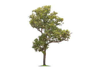 Green tree isolated on transparent background with clipping path, single tree with clipping path and alpha channel. are Forest and foliage in summer for both printing and web pages. 