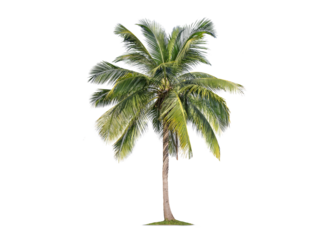 Green palm tree isolated on transparent background with clipping path, single palm tree with clipping path and alpha channel. are Forest and foliage in summer for both printing and web pages.
