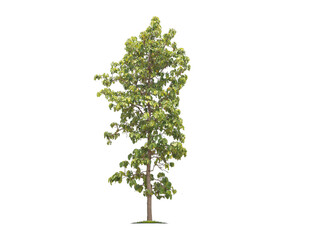 Green tree isolated on transparent background with clipping path, single tree with clipping path and alpha channel. are Forest and foliage in summer for both printing and web pages. 