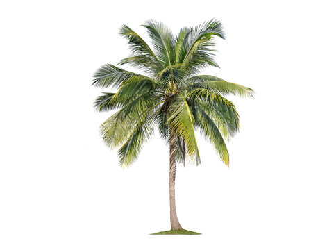 Green palm tree isolated on transparent background with clipping path, single palm tree with clipping path and alpha channel. are Forest and foliage in summer for both printing and web pages.
