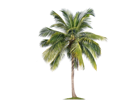 Green palm tree isolated on transparent background with clipping path, single palm tree with clipping path and alpha channel. are Forest and foliage in summer for both printing and web pages.
