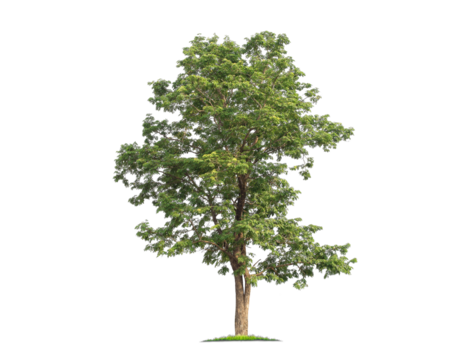 Green tree isolated on transparent background with clipping path, single tree with clipping path and alpha channel. are Forest and foliage in summer for both printing and web pages. 
