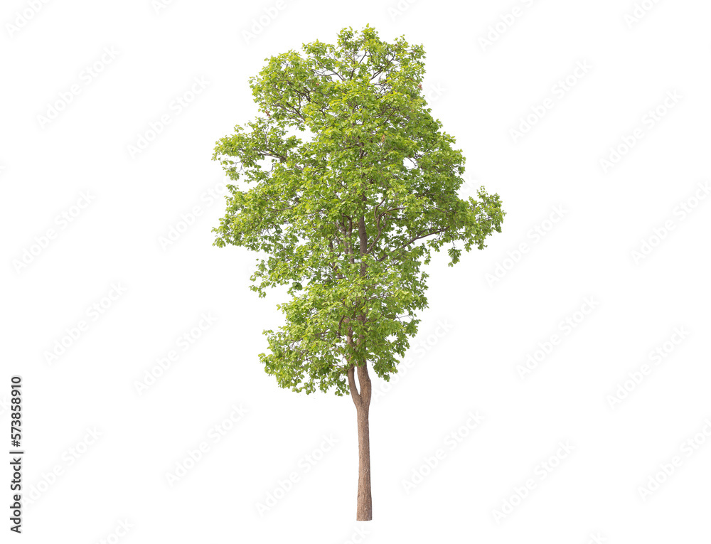 Wall mural green tree isolated on transparent background with clipping path, single tree with clipping path and