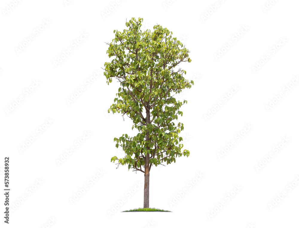 Wall mural green tree isolated on transparent background with clipping path, single tree with clipping path and