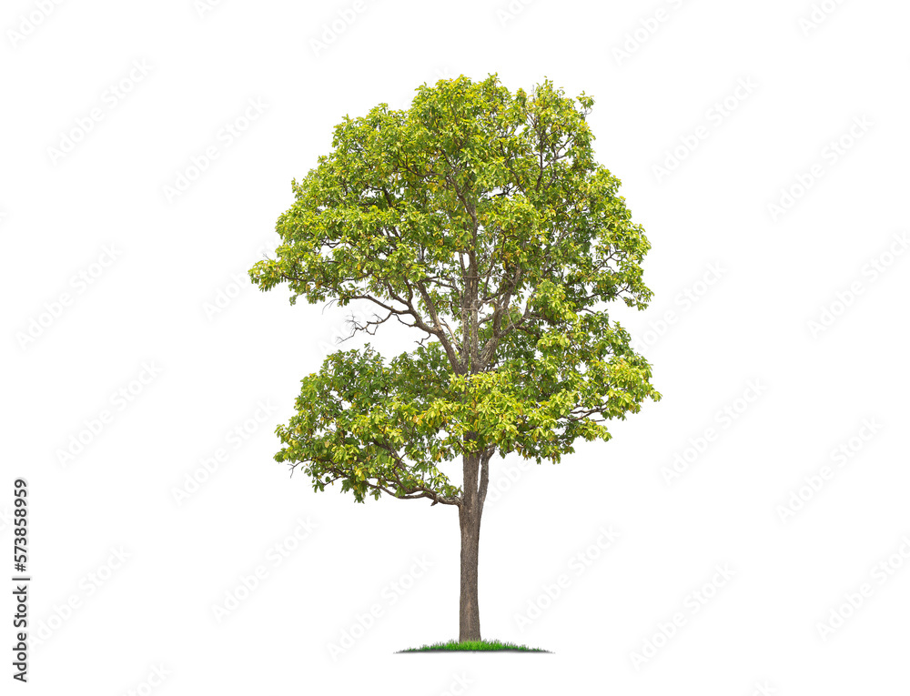 Wall mural green tree isolated on transparent background with clipping path, single tree with clipping path and