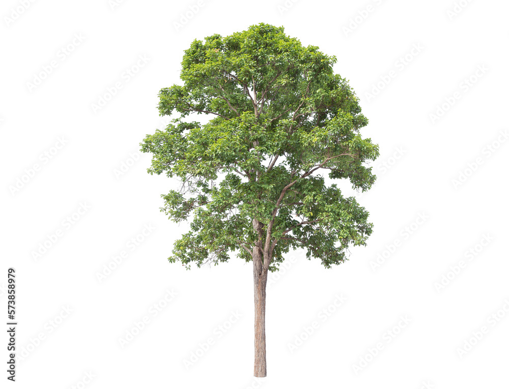 Wall mural green tree isolated on transparent background with clipping path, single tree with clipping path and