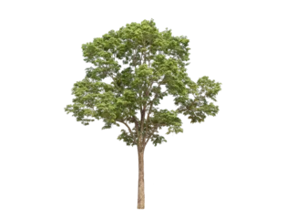 Foto op Plexiglas Green tree isolated on transparent background with clipping path, single tree with clipping path and alpha channel. are Forest and foliage in summer for both printing and web pages.   © Gan