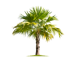 Green palm tree isolated on transparent background with clipping path, single palm tree with clipping path and alpha channel. are Forest and foliage in summer for both printing and web pages.
