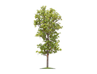 Green tree isolated on transparent background with clipping path, single tree with clipping path and alpha channel. are Forest and foliage in summer for both printing and web pages. 
