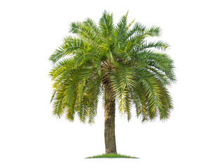 Fototapeta premium Green palm tree isolated on transparent background with clipping path, single palm tree with clipping path and alpha channel. are Forest and foliage in summer for both printing and web pages. 