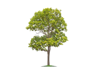 Green tree isolated on transparent background with clipping path, single tree with clipping path and alpha channel. are Forest and foliage in summer for both printing and web pages. 
