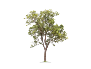 Foto op Canvas Green tree isolated on transparent background with clipping path, single tree with clipping path and alpha channel. are Forest and foliage in summer for both printing and web pages.   © Gan