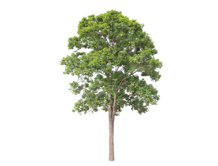 Green tree isolated on transparent background with clipping path, single tree with clipping path and alpha channel. are Forest and foliage in summer for both printing and web pages. 
 - Powered by Adobe